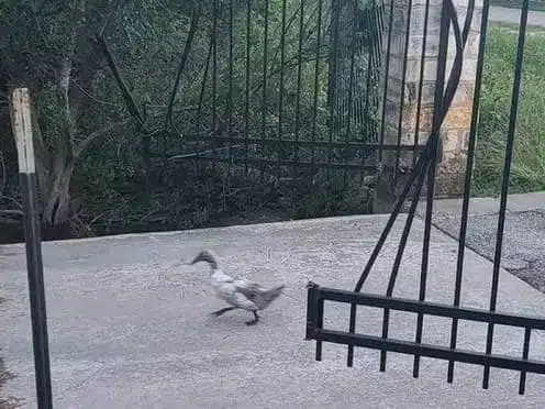 Image of Duck passing iron gatesdestroyed by a storm