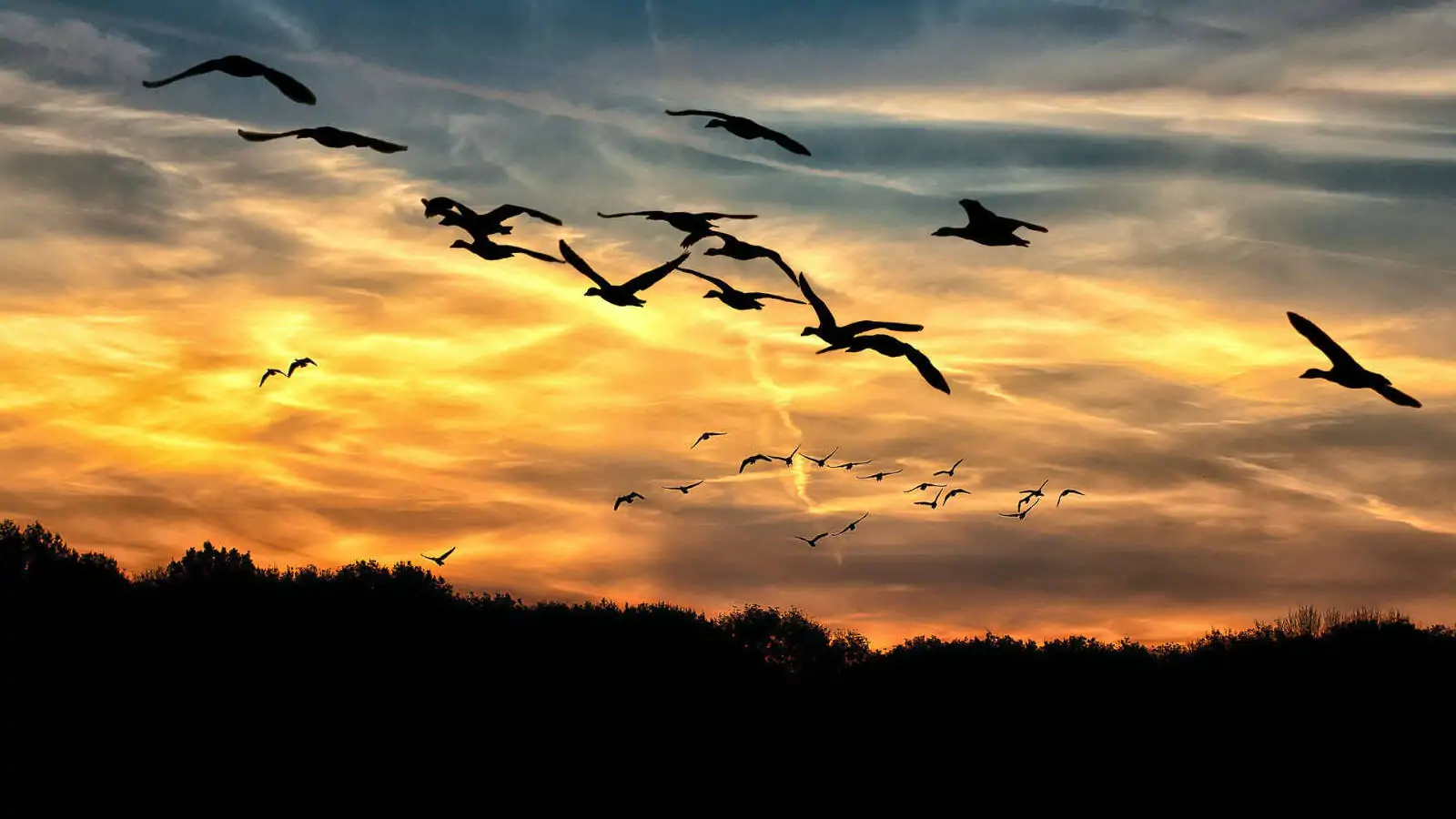 Von Vogelschwärmen zu Schwarmintelligenz in der Logistik